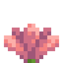 cactus_flower